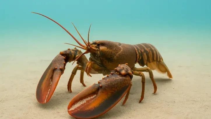 The Lobster story